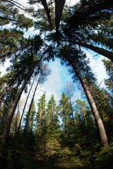Sky in pine forest.