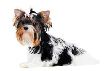 One Yorkshire Terrier (of three month) puppy dog