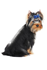 One Yorkshire Terrier (of three month) puppy dog