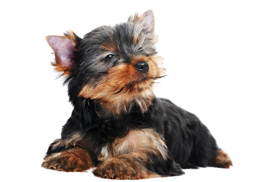 One Yorkshire Terrier (of three month) puppy dog