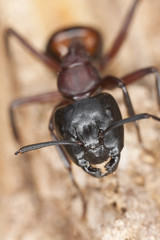 Macro photo of a Carpenter ant