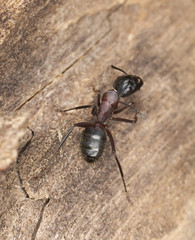 Macro photo of a Carpenter ant
