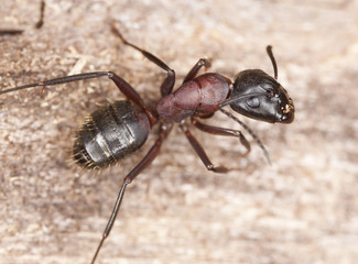 Macro photo of a Carpenter ant