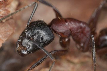 Macro photo of a Carpenter ant