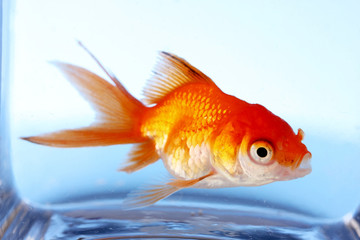 Goldfish closeup in water on blue background