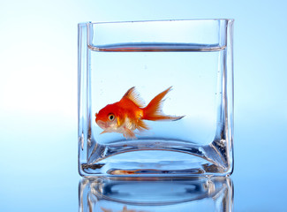 Goldfish in aquarium on blue background