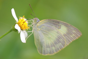 beautiful butterfly