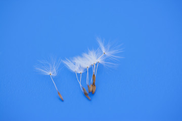 dandelion and water drops