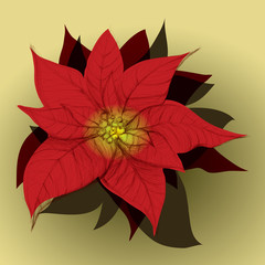 Poinsettia / Christmas flower background