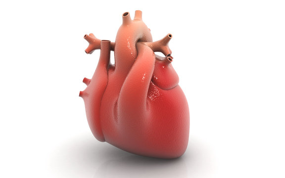 human heart isolated on white background
