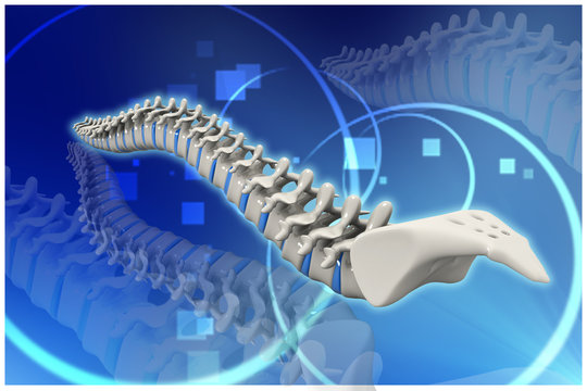 Digital illustration of human spine in colour background