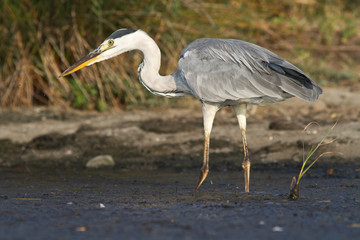 heron cendré