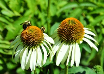 Close-up of bumblebees on Echinacea flowers.