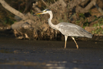 heron cendré