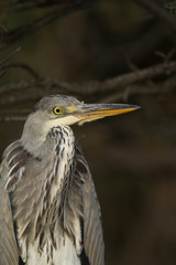heron cendré