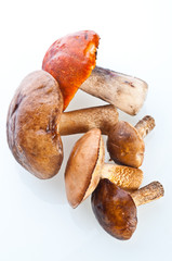 Summer Cep Mushrooms (Boletus reticulatus)