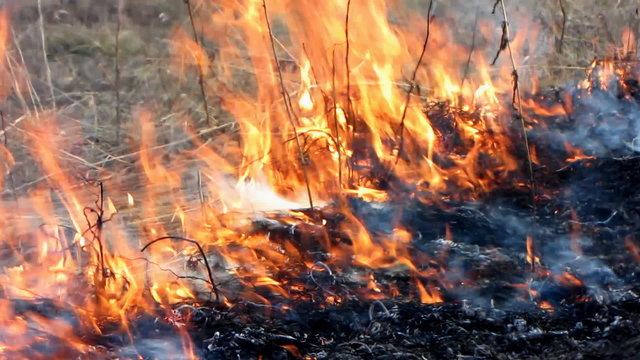 Close up of flames burning grass.