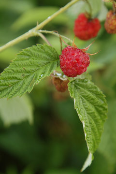 Raspberries in the garden