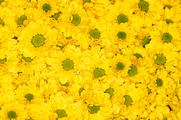 flowers backgrounds
