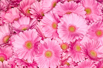 flowers backgrounds