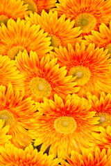 flowers backgrounds