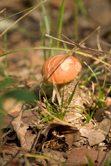 brown cap boletus