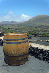 Obraz premium vineyard