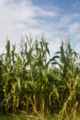 A Maize field for energy or food production.