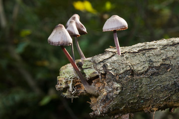 Small mushrooms on rotting branch