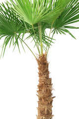 Naklejka premium Hanfpalme