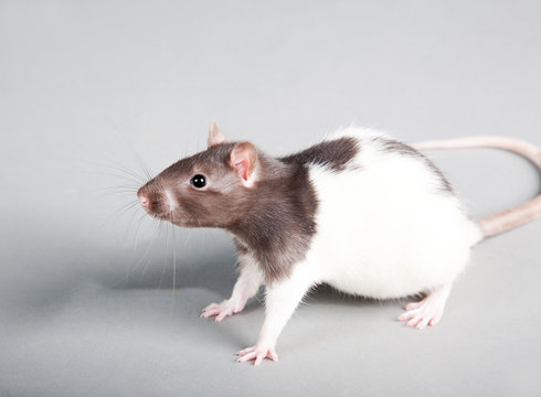 laboratory rat