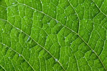 Green leaf texture with droplets. Macro