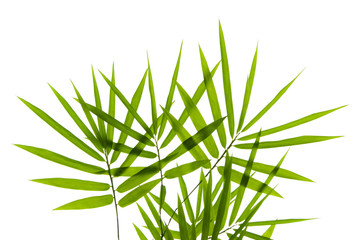 Bamboo leaves