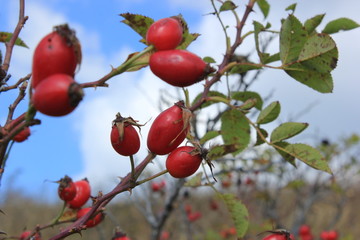 Rosehip
