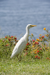 Cattle Egret bubulcus ibis
