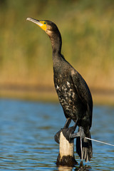 cormoran perch&eacute;