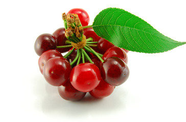 Cherries on white background