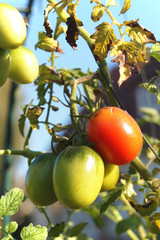 Reife und unreife Tomaten