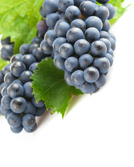 blue grapes with green leaf