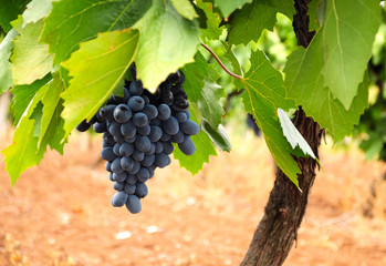 bunch of blue grapes on vine