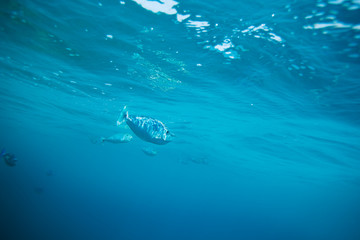 Longnose unicornfish