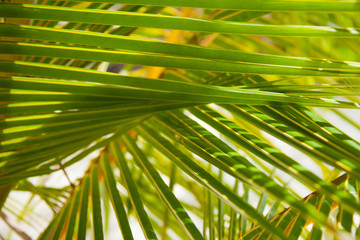 Obraz na płótnie Canvas Palm branches background