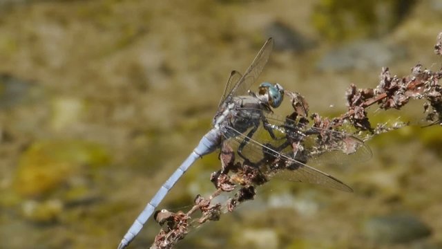 libelula azul