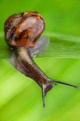 Close-up of a snail in the grass