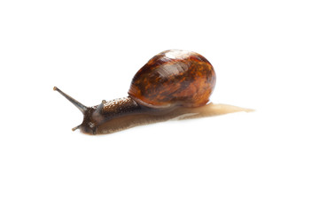 Snail isolated on white
