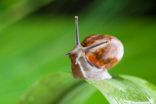 Thoughtful snail