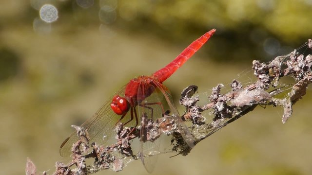 libelula