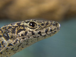 lizard head in the foreground