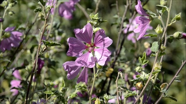 lavat&egrave;res arbustives ondulant au vent