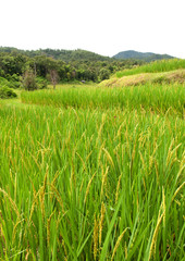 Rice farm on mountain, Northern, Thailand.